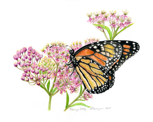 Nancy Flanagan, Monarch Butterfly Sips Milkweed, Greeting Card