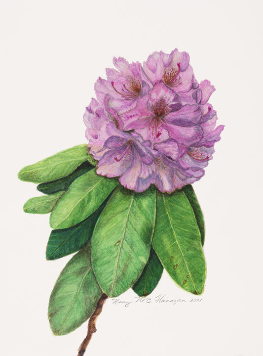 Nancy Flanagan, Rosebay Rhododendron, Greeting Card